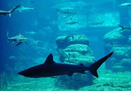 Ushaka Marine World